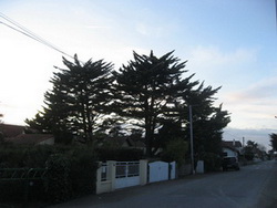 cupressus vendéens après