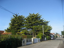 cupressus vendéens avant